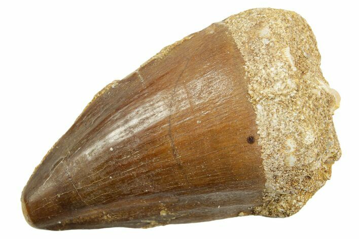 Fossil Mosasaur (Thalassotitan) Tooth - Morocco #364065